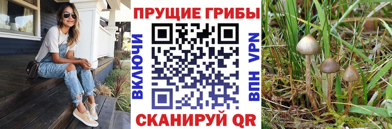 Псилоцибиновые грибы Cubensis  Гдов 